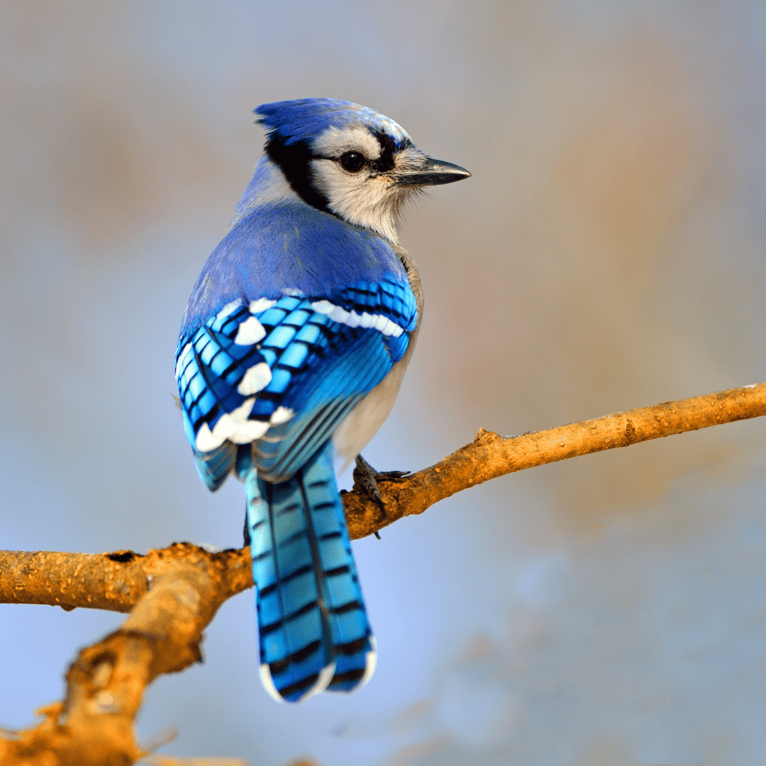 Wholesale Seed Available