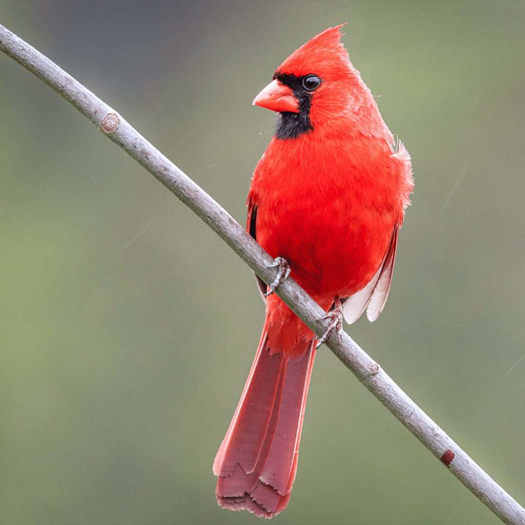 Cardinal - Premium Wholesale Birdseed in Ontario