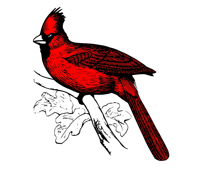 Johnston's Bird Seed