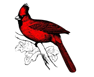 Johnston's Bird Seed